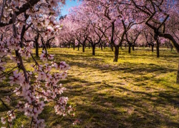 La Quinta de los Molinos declarada Bien de Interés Cultural (BIC) por su valor histórico, urbanístico y paisajístico