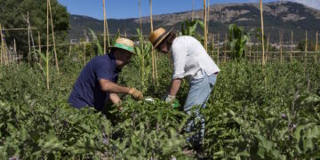 La Comunidad de Madrid abona en un solo día cerca del 40% de las ayudas europeas de 2025 a agricultores y ganaderos de la región