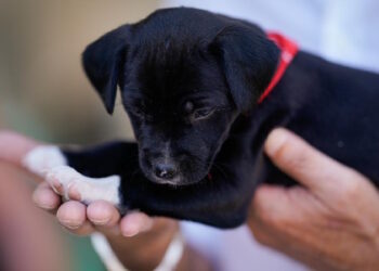 XX edición del Salón para la Adopción de Animales de Compañía