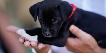 XX edición del Salón para la Adopción de Animales de Compañía