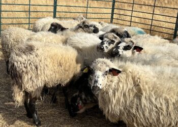 La Comunidad de Madrid entrega 21 ejemplares de oveja colmenareña al ganadero afectado por el incendio de Tres Cantos de este verano