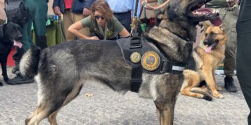 Cerca de 4.600 animales de compañía encuentren un hogar en 2025