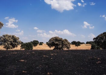 Serán restauradas 116 hectáreas de superficie afectada por el incendio del pasado verano en el Monte de Viñuelas (Tres Cantos)