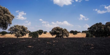 Serán restauradas 116 hectáreas de superficie afectada por el incendio del pasado verano en el Monte de Viñuelas (Tres Cantos)