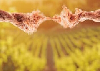 Libros: “Dios no da a nadie por perdido”. La parábola de los viñadores homicidas (Mc 12,1-12). Reflexiones de la teóloga Ianire Angulo