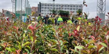 3.400 plantas para regenerar el área residencial afectada por el incendio de este verano en Tres Cantos