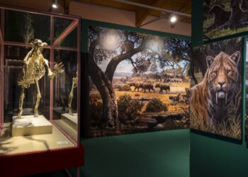 El Museo Arqueológico y Paleontológico de la Comunidad de Madrid organiza un taller para enseñar a los jóvenes a estudiar fósiles de los dientes de sable