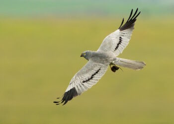 El éxito reproductor del aguilucho cenizo se duplicó en las zonas ibéricas donde actúa LIFE SOS Pygargus