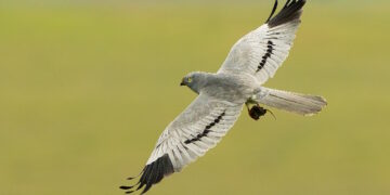 El éxito reproductor del aguilucho cenizo se duplicó en las zonas ibéricas donde actúa LIFE SOS Pygargus