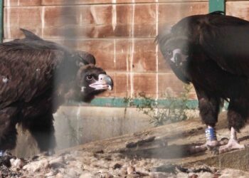 Els Ports (Tarragona): un nuevo hito en la expansión del buitre negro