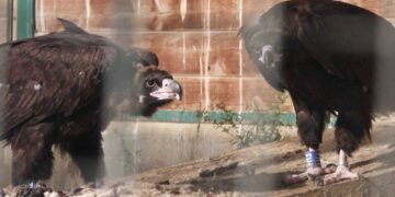 Els Ports (Tarragona): un nuevo hito en la expansión del buitre negro
