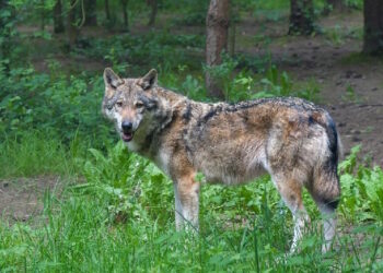 Las ayudas a ganaderos de la Comunidad de Madrid han sido duplicadas en 2025 con 200.000 euros para prevenir ataques de lobo en sus explotaciones