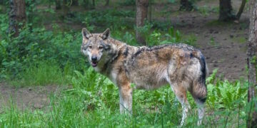 Las ayudas a ganaderos de la Comunidad de Madrid han sido duplicadas en 2025 con 200.000 euros para prevenir ataques de lobo en sus explotaciones