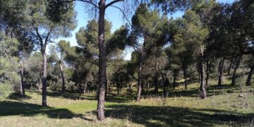 Saneadas 35 hectáreas de “La Dehesa” de Majadahonda para su mejora medioambiental y prevención de incendios