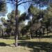 Saneadas 35 hectáreas de “La Dehesa” de Majadahonda para su mejora medioambiental y prevención de incendios