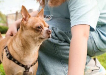 Majadahonda refuerza la vigilancia en parques y calles para garantizar el comportamiento cívico de los dueños de mascotas
