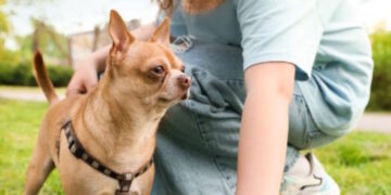 Majadahonda refuerza la vigilancia en parques y calles para garantizar el comportamiento cívico de los dueños de mascotas