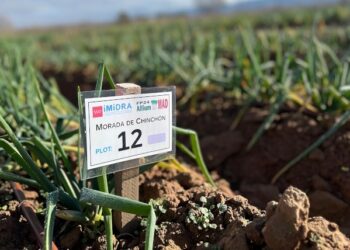 La Comunidad de Madrid registra por primera vez dos variedades de cebolla blanca y morada de Chinchón