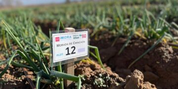 La Comunidad de Madrid registra por primera vez dos variedades de cebolla blanca y morada de Chinchón