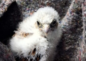 GREFA atendió a más de 7.100 animales en 2025 y supera los 120.000 ingresos en 45 años