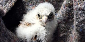 GREFA atendió a más de 7.100 animales en 2025 y supera los 120.000 ingresos en 45 años