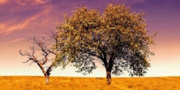 Libros: “Haciendo camino”, dejemos crecer la semilla de Fe plantada en nosotros. Firma la obra Maria de              L´Esperança Amili I Rocamora