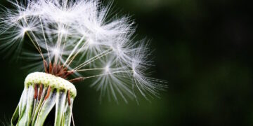 Activado el servicio público de información diaria sobre el polen invernal en la atmósfera