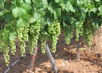 Un nuevo material conserva las uvas un mes sin refrigeración