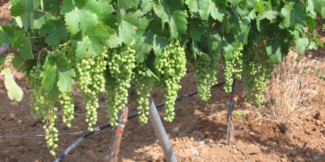 Un nuevo material conserva las uvas un mes sin refrigeración