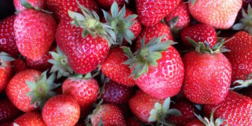 Las Fresas y Espárragos de Aranjuez, el Ajo Fino de Chinchón y la Miel de Madrid tendrán sellos de calidad de la Comunidad