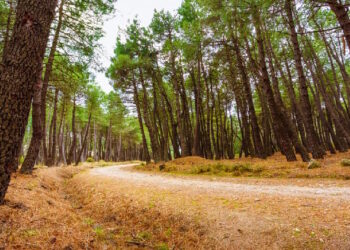 La Comunidad de Madrid solicitará la ampliación del Parque Nacional de la Sierra de Guadarrama para sumar 1.601 hectáreas a este entorno natural