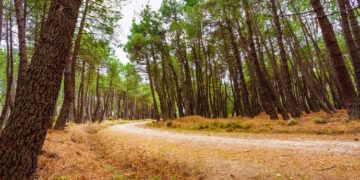 La Comunidad de Madrid solicitará la ampliación del Parque Nacional de la Sierra de Guadarrama para sumar 1.601 hectáreas a este entorno natural