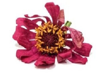 Libros: “Pequeño léxico del fin de la vida”, un volumen preparado por la Pontificia Academia para la Vida