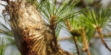 Majadahonda intensifica el control de la oruga procesionaria que este año se adelanta a la primavera