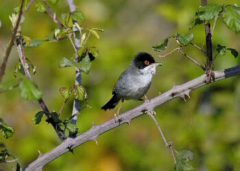 Restauración de trece humedales de especial relevancia para mejorar la conservación de los ecosistemas autóctonos madrileños