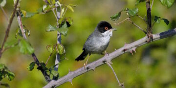 Restauración de trece humedales de especial relevancia para mejorar la conservación de los ecosistemas autóctonos madrileños
