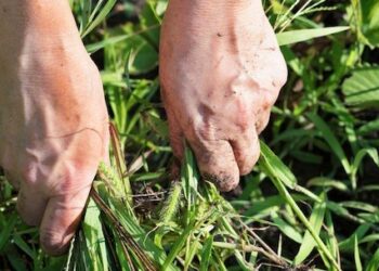 Comienza la campaña de desbroces para prevenir incendios en Majadahonda