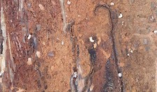 Majadahonda: El Ayuntamiento actuará en el parque de la Cuesta del Reventón para controlar a los insectos perforadores del pino