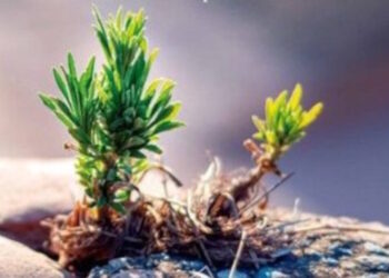 Libros: “Caminando en esperanza”. Sesenta años de postconcilio. Obra del fraile teólogo de la Orden de Predicadores