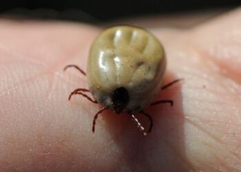 La Comunidad de Madrid alerta sobre los efectos que pueden provocar las picaduras de garrapata en la salud de las personas y mascotas
