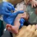 10,6 millones de euros de inversión para proteger a recién nacidos y lactantes frente al virus respiratorio sincitial
