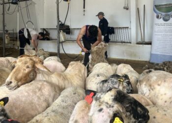 Jornada de esquileo con más de 300 ovejas de razas autóctonas para asegurar su bienestar ante el calor estival