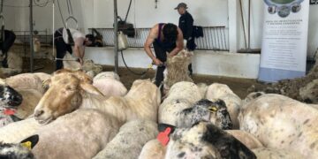 Jornada de esquileo con más de 300 ovejas de razas autóctonas para asegurar su bienestar ante el calor estival