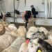 Jornada de esquileo con más de 300 ovejas de razas autóctonas para asegurar su bienestar ante el calor estival
