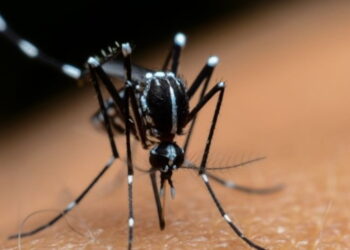 Majadahonda recuerda a sus ciudadanos las necesarias medidas preventivas contra el mosquito tigre