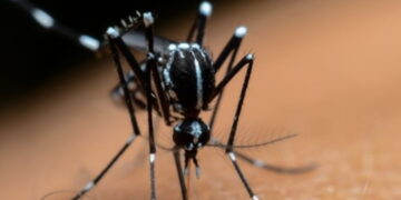 Majadahonda recuerda a sus ciudadanos las necesarias medidas preventivas contra el mosquito tigre