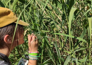 Campamentos infantiles gratuitos en Arroyomolinos para conocer el entorno natural de la región