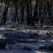 Evolución del incendio forestal de Lozoyuela