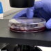 El Hospital 12 de Octubre demuestra la viabilidad y eficacia de una vacuna oral contra una variante del virus del Ébola