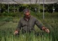 La producción de plantas forestales autóctonas se triplicará para restaurar las zonas afectadas por los incendios de la Sierra Oeste